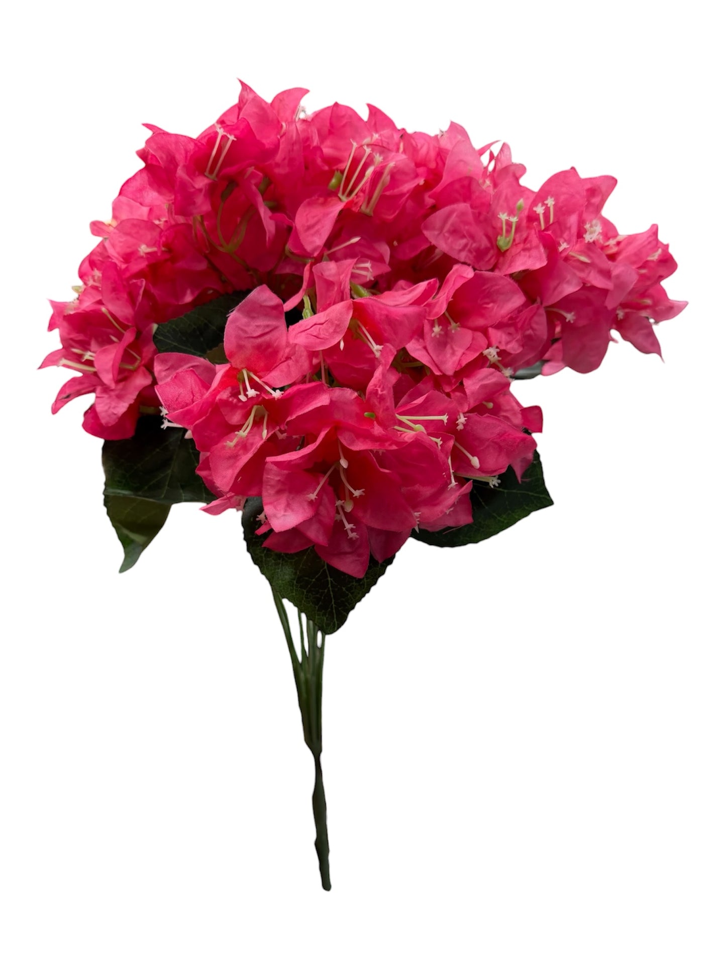 Bougainvillea